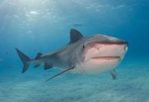 BEACH HORROR: Rare type of shark attack leaves one dead, another severely wounded