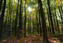 MORNING DEVOTION (December 4)